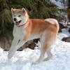 Akitas foto