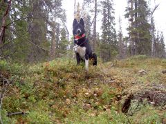 Östsibirisk Laika 7mån