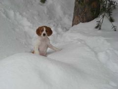 Cobra i snödrivan.JPG