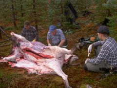skogsslakt
