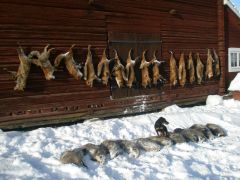 Vincent`s med vinterhalvårets skörd!