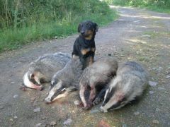 Vincent efter några gryt en fin augusti dag!