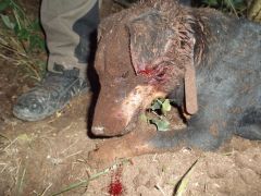 Hårt att vara korkad terrier!