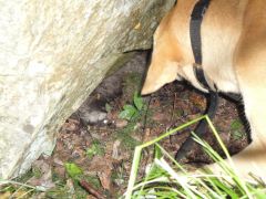 Nadja med grävling som hann under en sten.