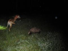 Nadja bråkar med grävling.