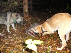 Min ryss Nadja och nyskjuten grävling