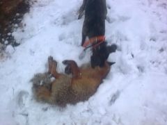 Min mongoplott Drive luggar räv