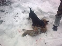 Vincent ruskar rödrock!