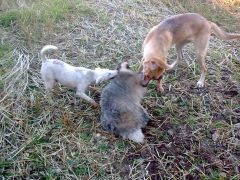 Nadja 9 mån, en av första grävlingkontakterna! Terror gj