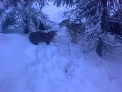 Min 13 mån rysstövare Nadja ställer räv :D