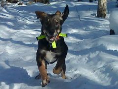 Emmet 3 mån i skogen.JPG