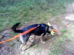 emmet spårar 9 mån (2).JPG