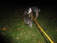 Emmets första grävlings kontakt