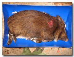 Vildsvinsgylta 44 kg