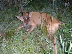 samma pass på kvällen