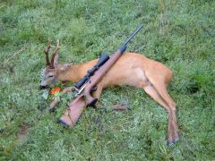 skjuten på morgonen