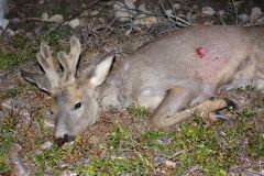 vårbocks premiär 2012