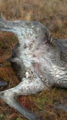 308401 2455087495110 1189742350 32449449 422405882 N