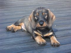 Bilbo