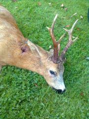 Silver Bocken