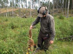 Rävtik 1/8 på lock