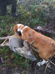 2011 10 04 Bock för Disa