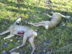 bock Och killing
