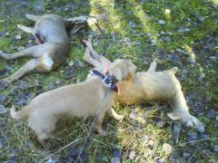 bock Och killing för hjaga