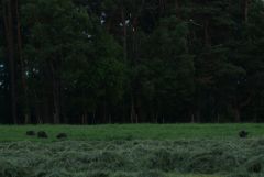 Suggor med kulltingar