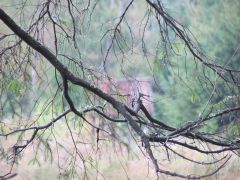 IMG 4906