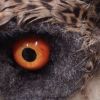 Evil eye