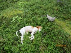 Husse pratar telefon så jag vilar