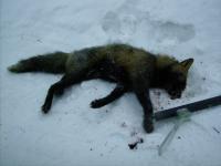 post-1839-0-68073600-1294135148_thumb.jp