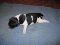 post-2042-0-36518800-1295378462_thumb.jp