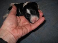 post-2042-0-68235600-1295378548_thumb.jp