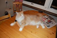 post-5393-0-07650300-1295195617_thumb.jp