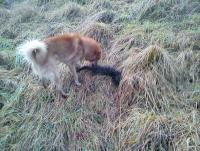 post-11011-0-48361800-1327434229_thumb.j