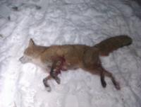 post-1764-0-13922700-1327474234_thumb.jp