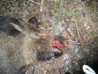 post-3031-0-45594400-1326484268_thumb.jp