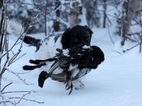 post-7649-0-96073900-1327333747_thumb.jp