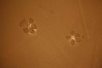 post-7649-0-98762900-1327861157_thumb.jp