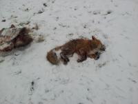 post-9029-0-22076200-1327153174_thumb.jp