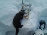 post-11011-0-67729200-1359642796_thumb.j