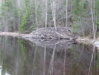 post-13980-0-47336600-1357684011_thumb.j