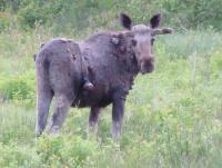 post-13980-0-78982500-1357683945_thumb.j