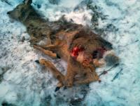 post-3128-0-13721500-1358102683_thumb.jp