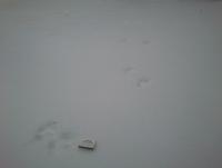 post-4850-0-39474000-1391087471_thumb.jp