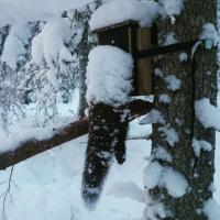 post-11180-0-40594100-1452800064_thumb.j