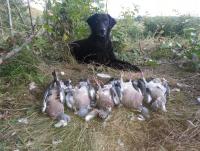 post-17373-0-68489900-1452229041_thumb.j