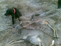 post-241-0-09773400-1453483036_thumb.jpg